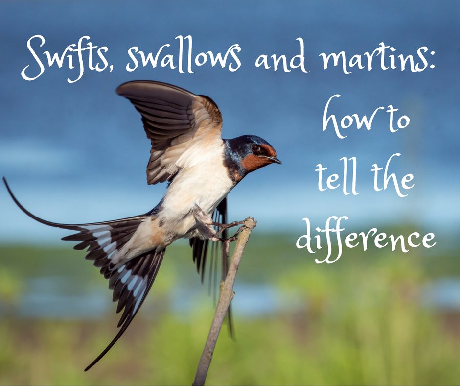 Swifts, swallows and