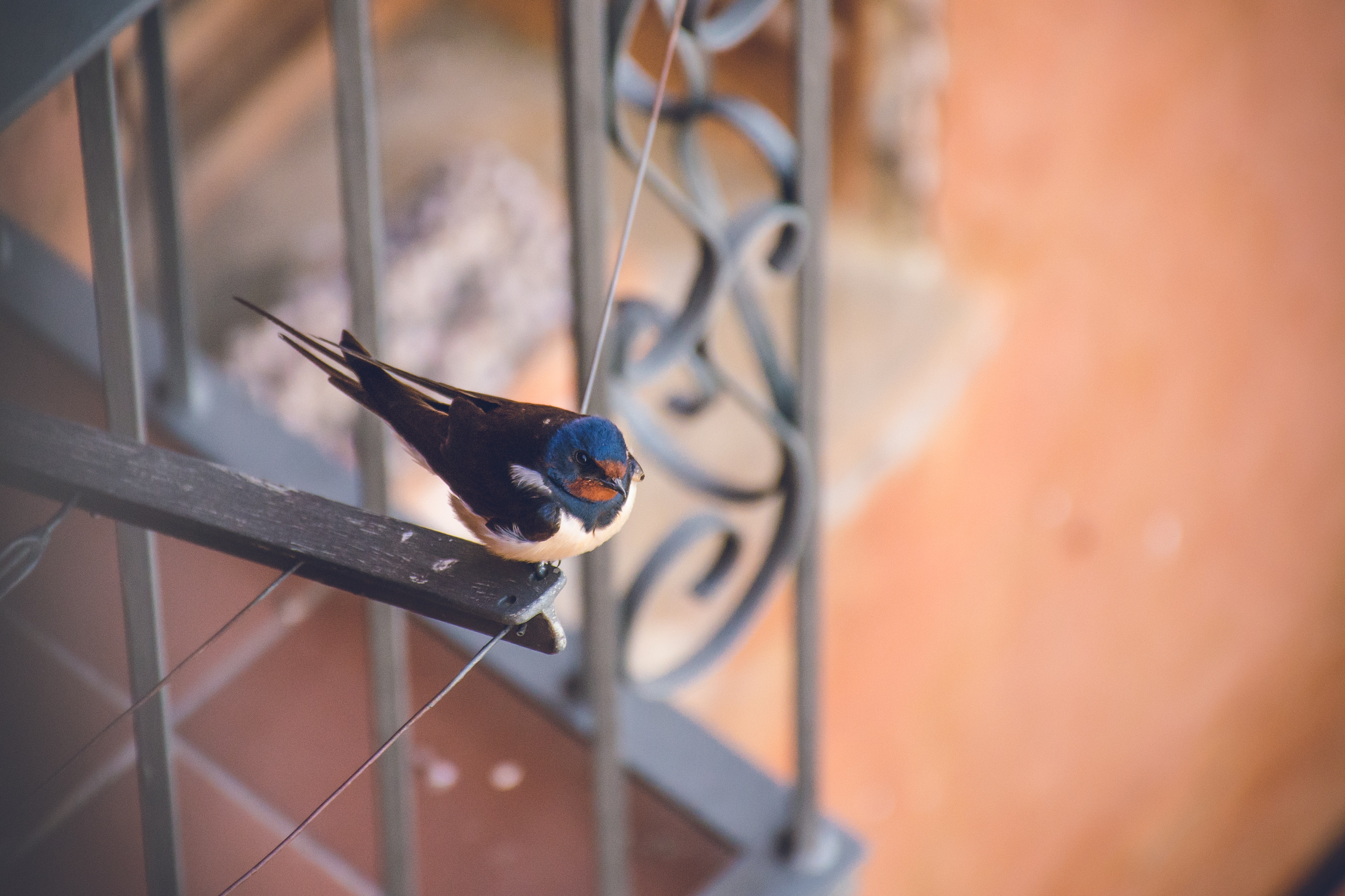 Swallow perched on a balcony